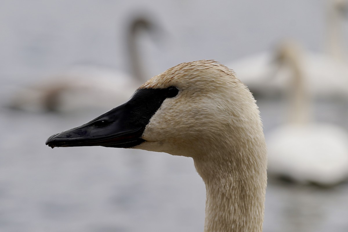 Trompeterschwan - ML647202996