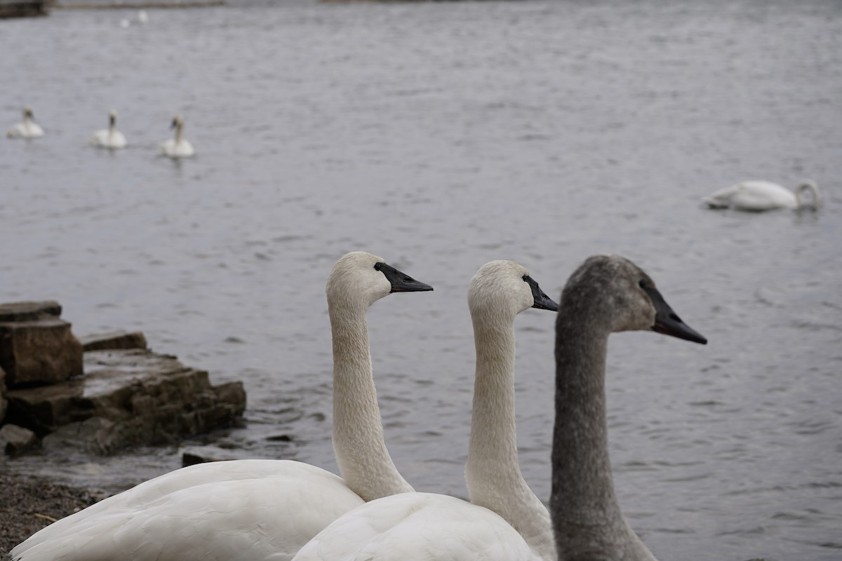 Trompeterschwan - ML647202997