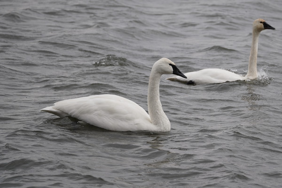 Trompeterschwan - ML647202998