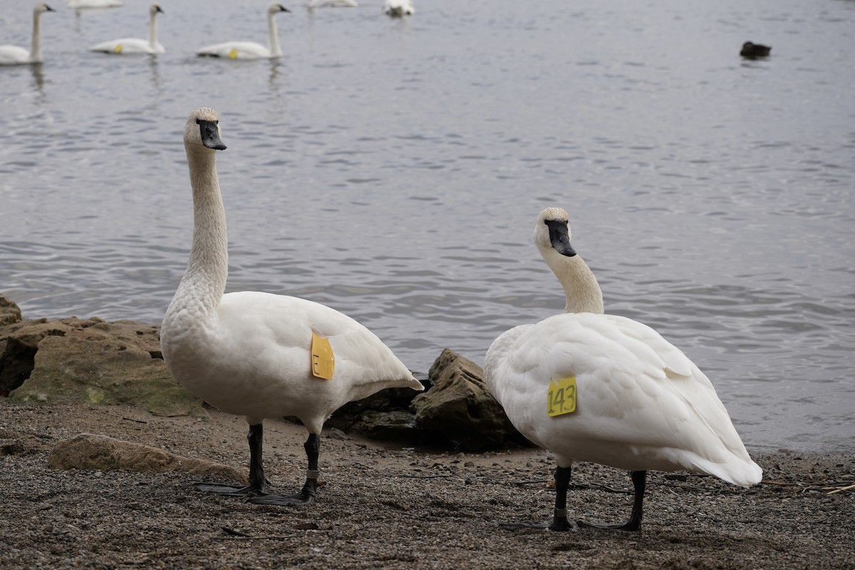 Trompeterschwan - ML647202999