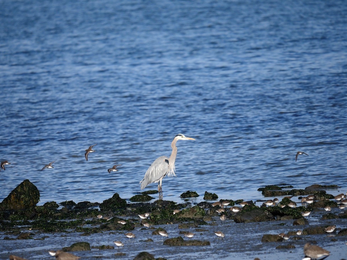 Kanadareiher - ML647203010