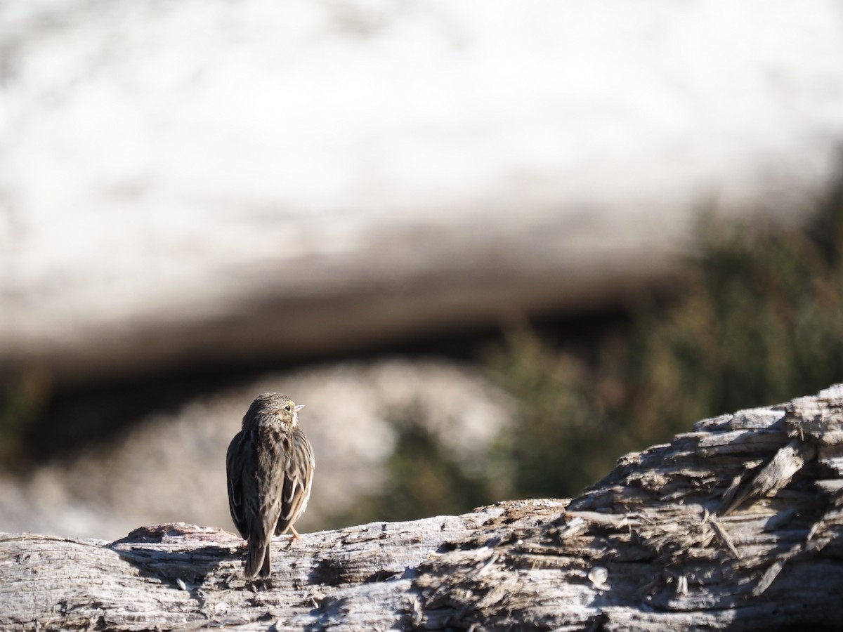 Grasammer - ML647203019