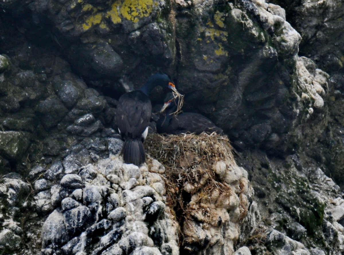 kormorán červenolící - ML647203035