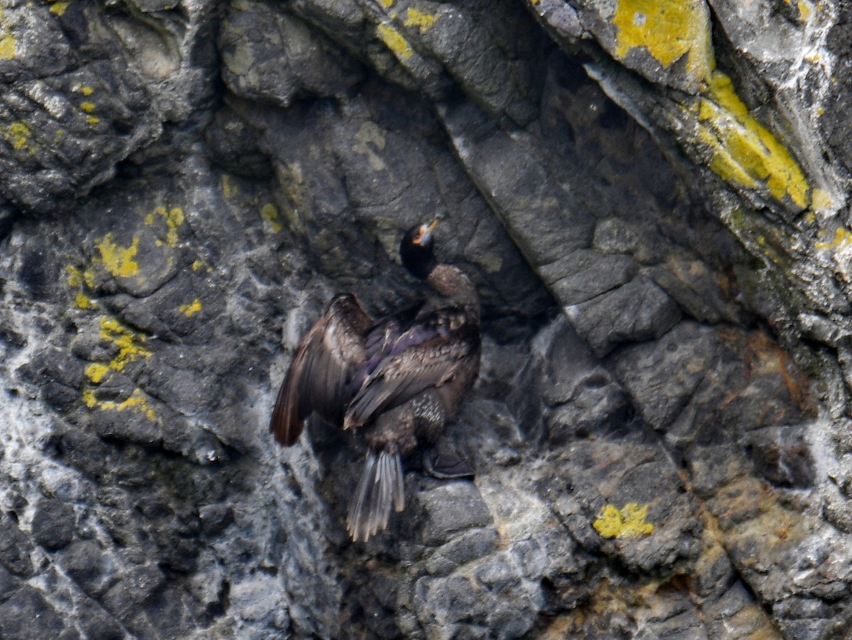 kormorán červenolící - ML647203036