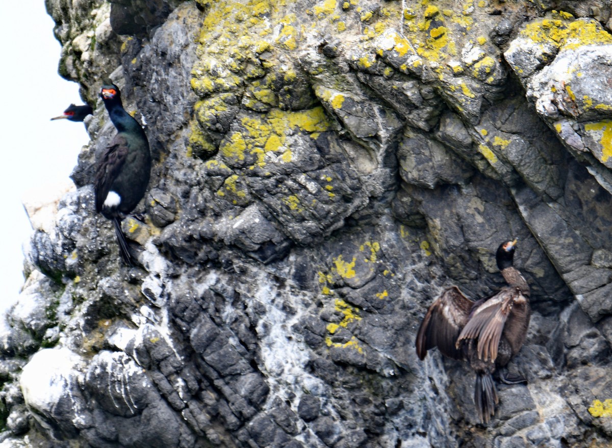 kormorán červenolící - ML647203037