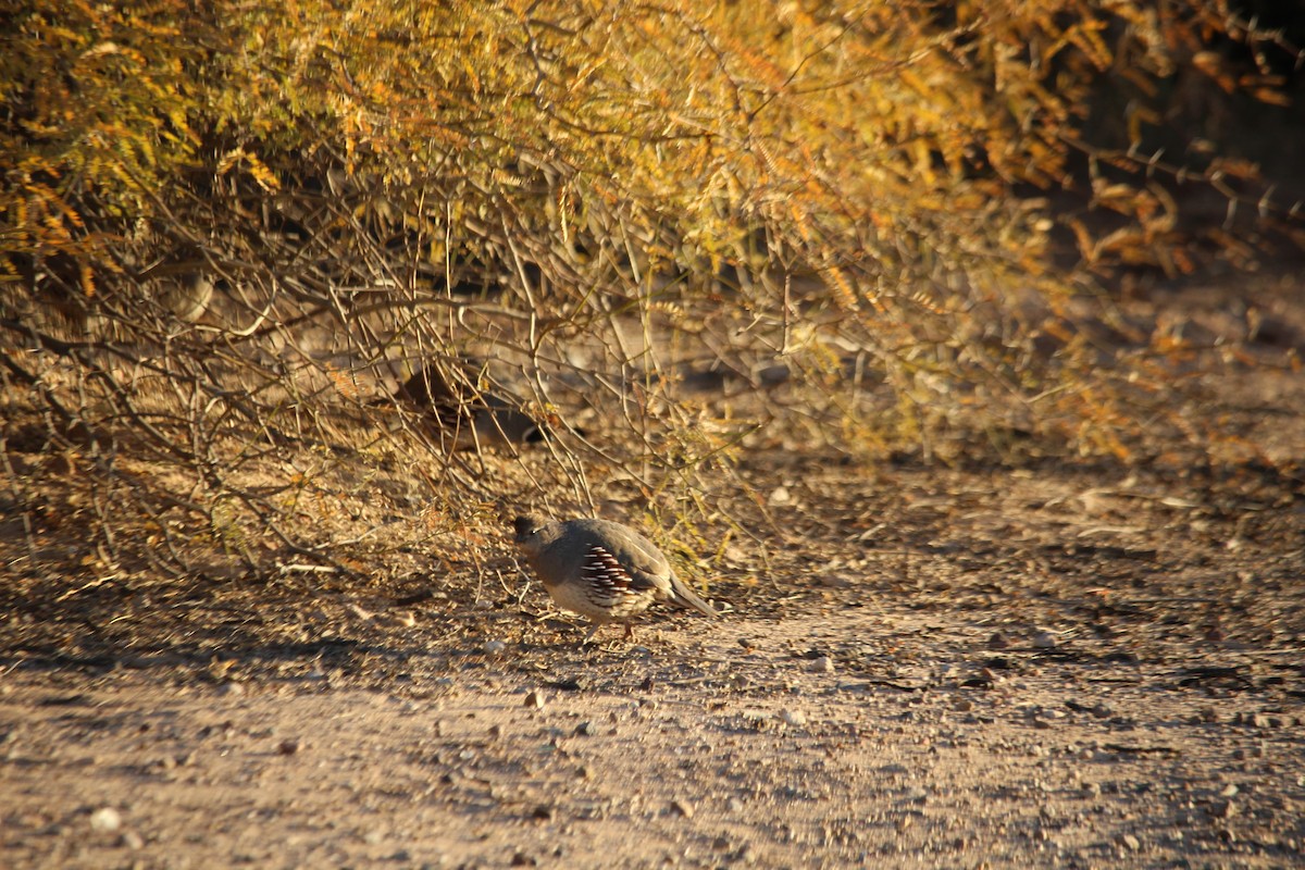 Gambel's Quail - ML647203045