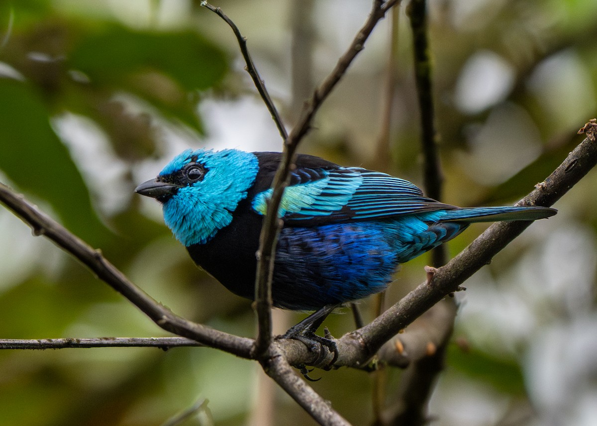 Blue-necked Tanager - ML647203053