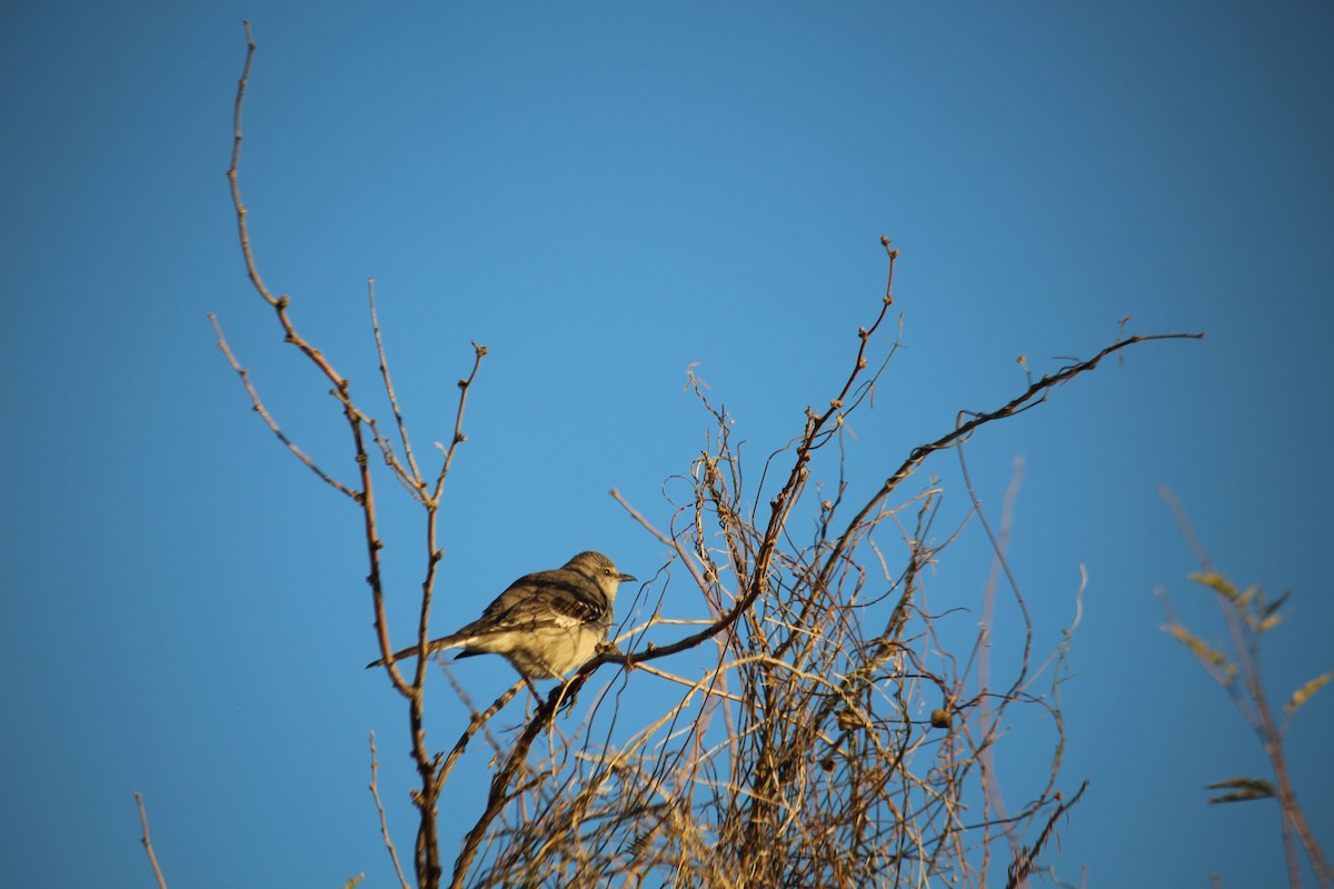 Northern Mockingbird - ML647203059