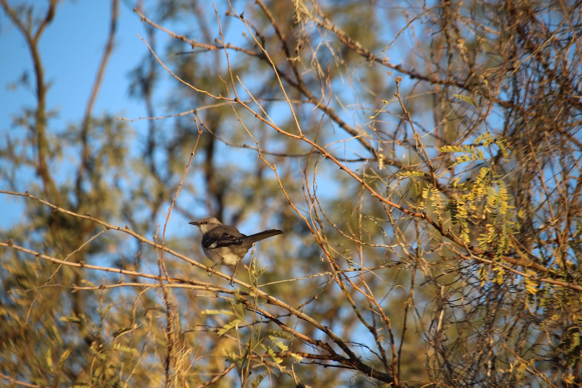 Northern Mockingbird - ML647203060