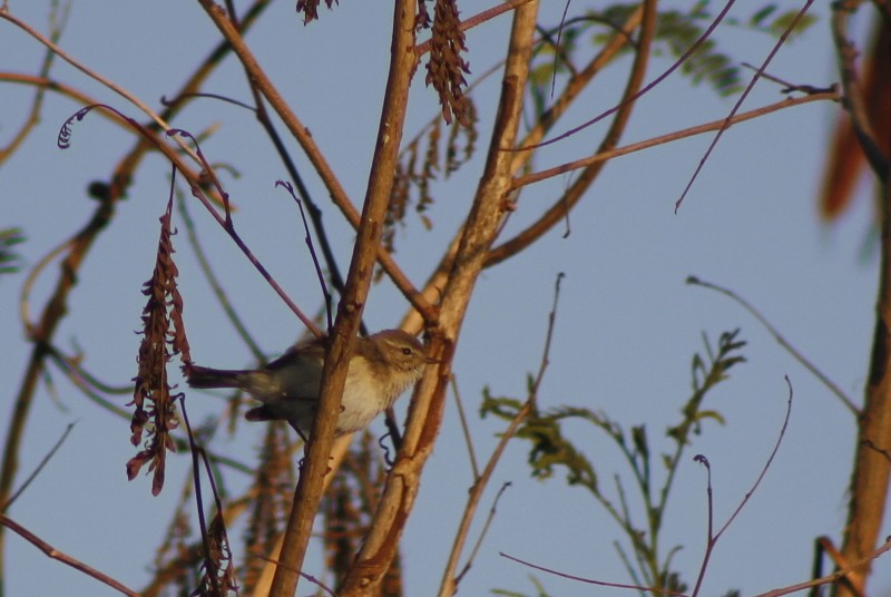 Пеночка-теньковка - ML647203071