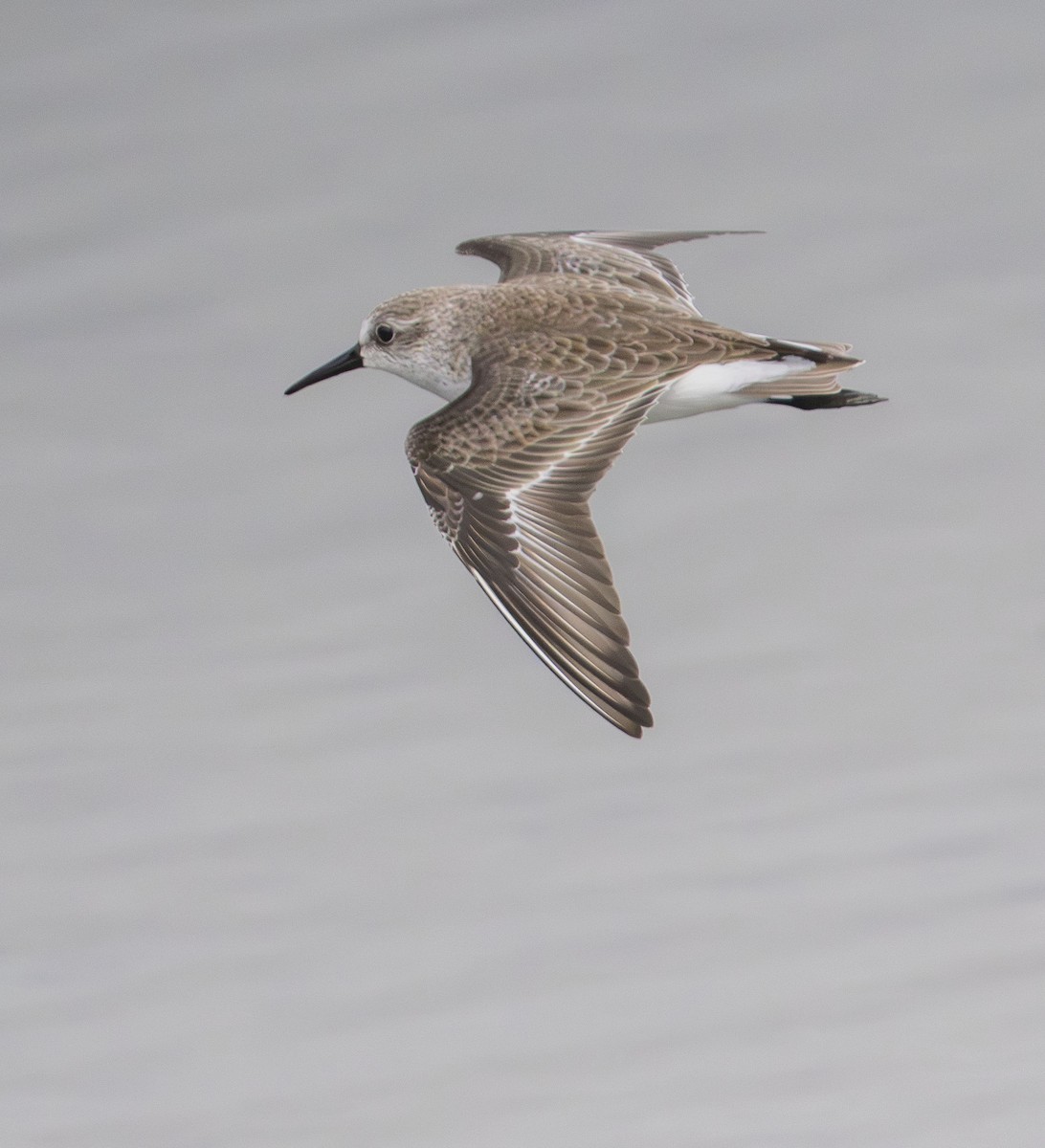 Western Sandpiper - ML647203073