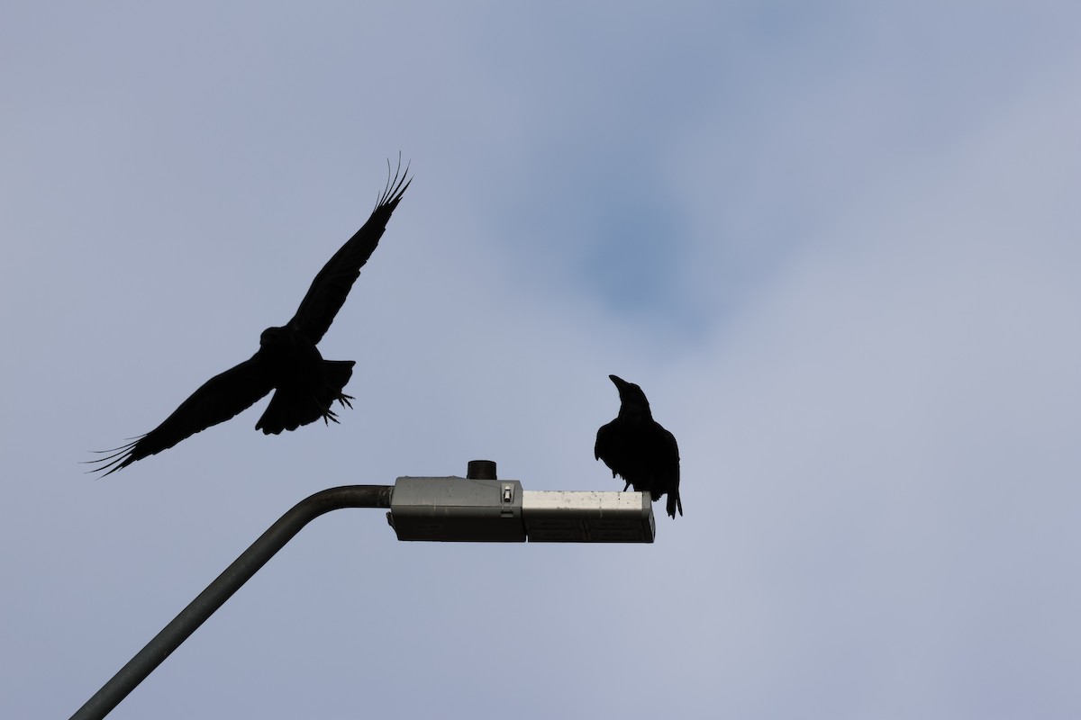 Common Raven - ML647203079