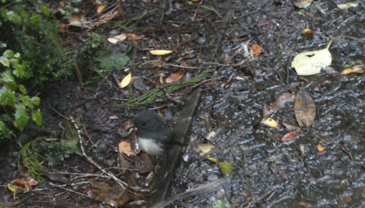 Petroica de Isla Sur - ML647203085