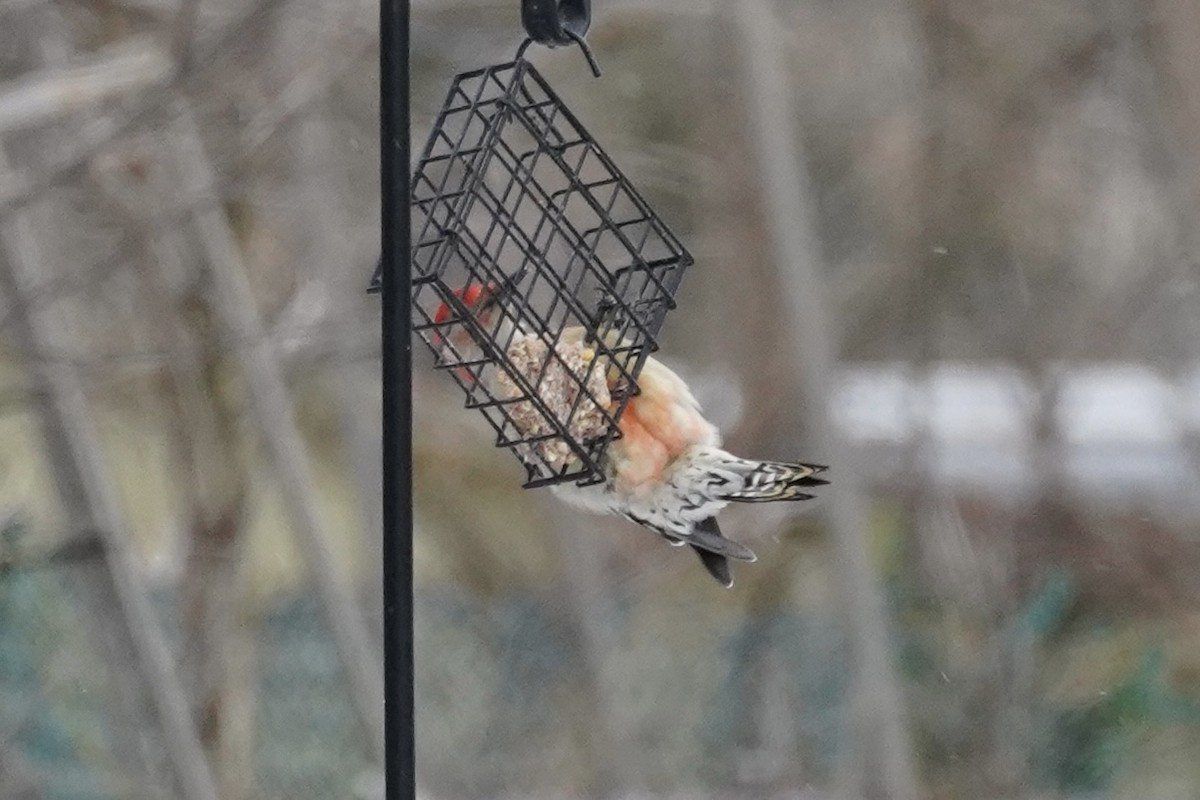 Carolinaspecht - ML647203091