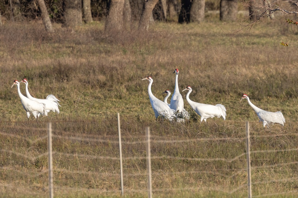 jeřáb americký - ML647203092
