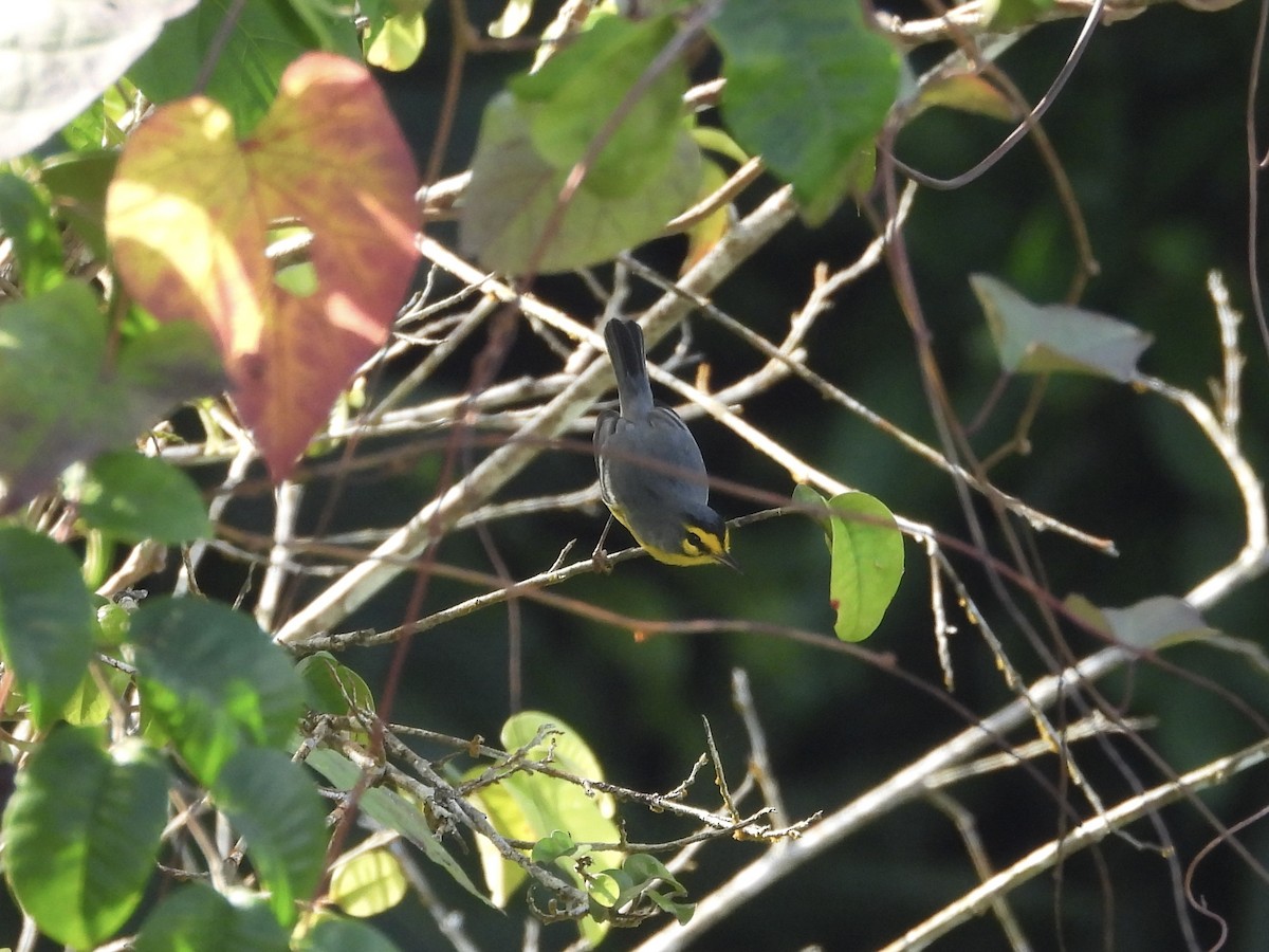 St. Lucia Warbler - ML647203096