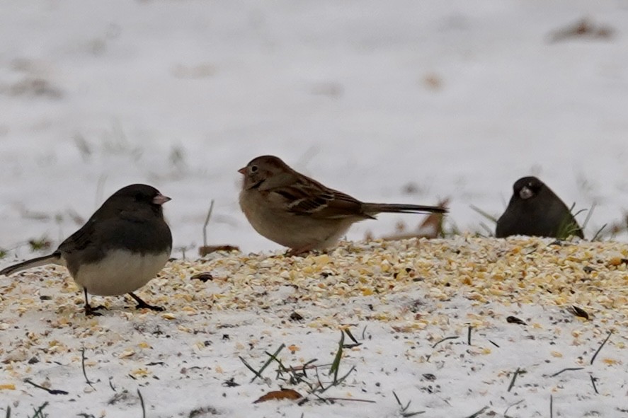 Klapperammer - ML647203098