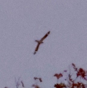 Lesser Nighthawk - ML647203099