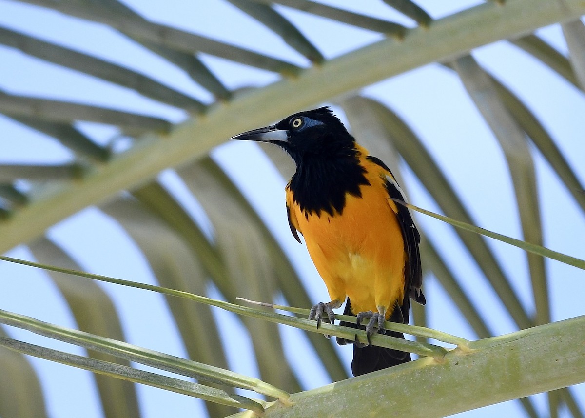 Трупіал венесуельський - ML647203103