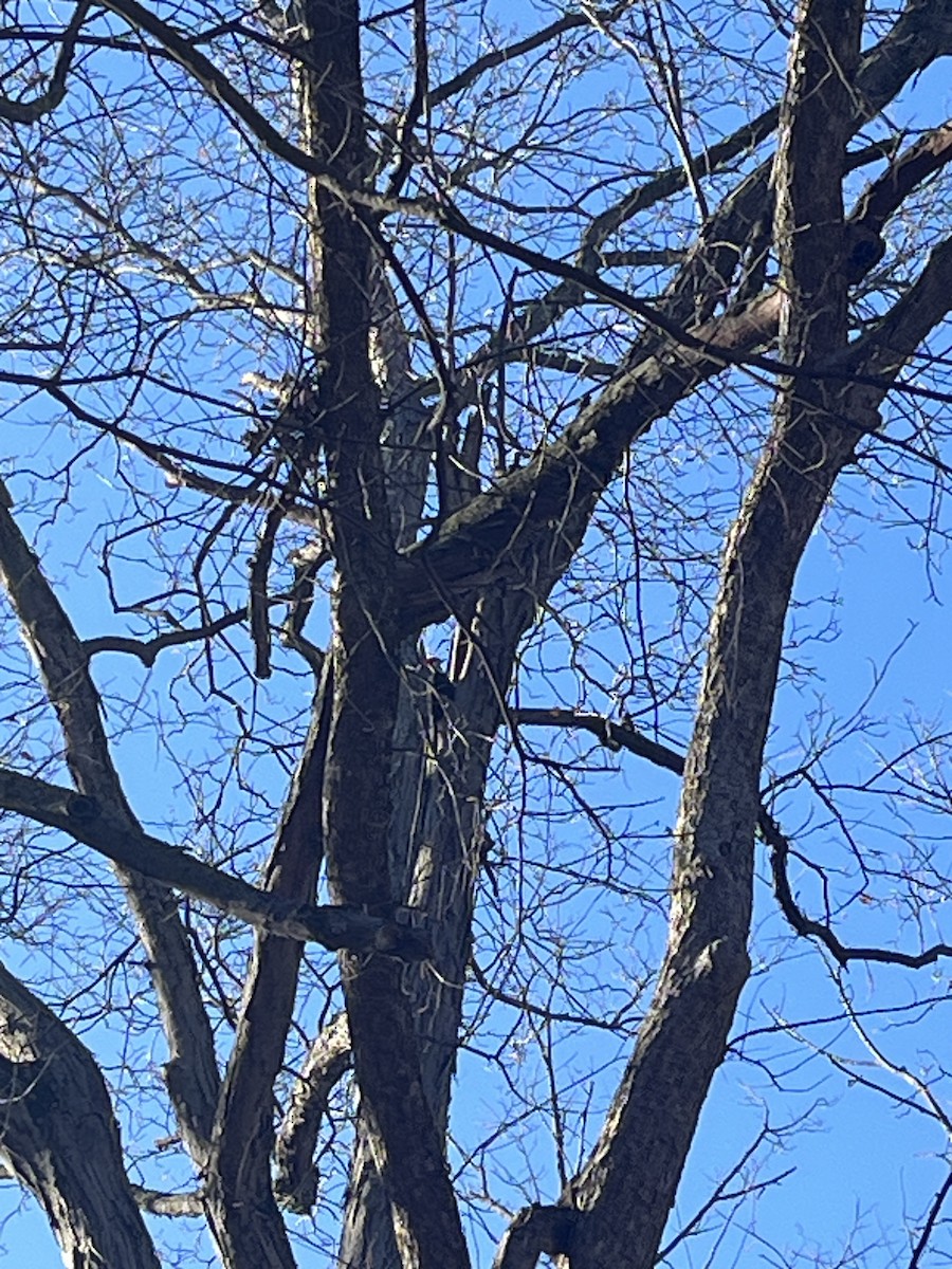 Pileated Woodpecker - ML647203109