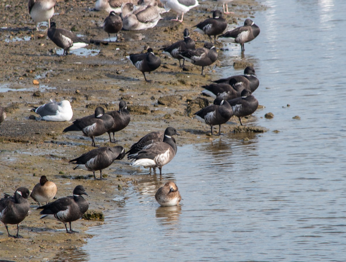 berneška tmavá - ML647203110