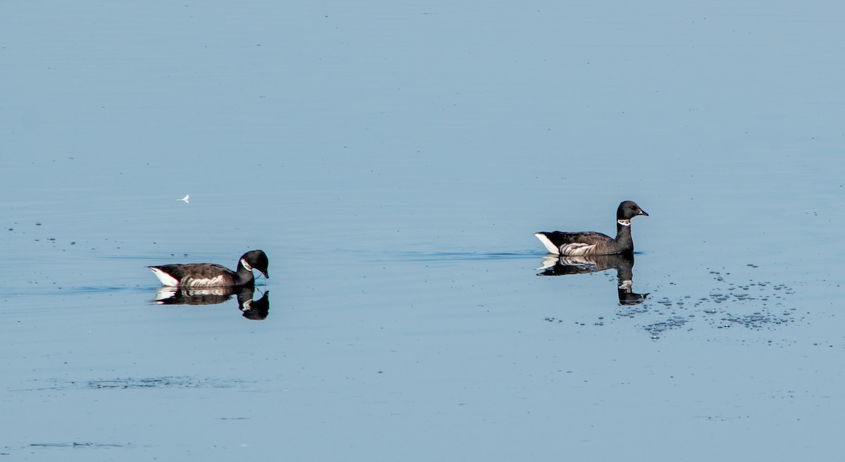 berneška tmavá - ML647203122