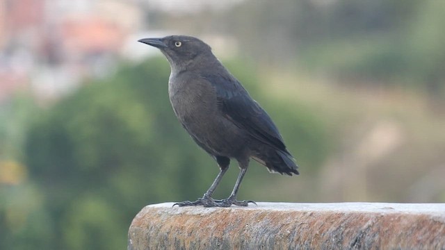 Carib Grackle - ML647203123