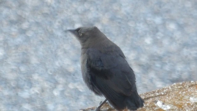 Carib Grackle - ML647203128