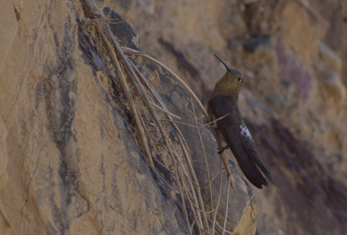 Giant Hummingbird - ML647203139