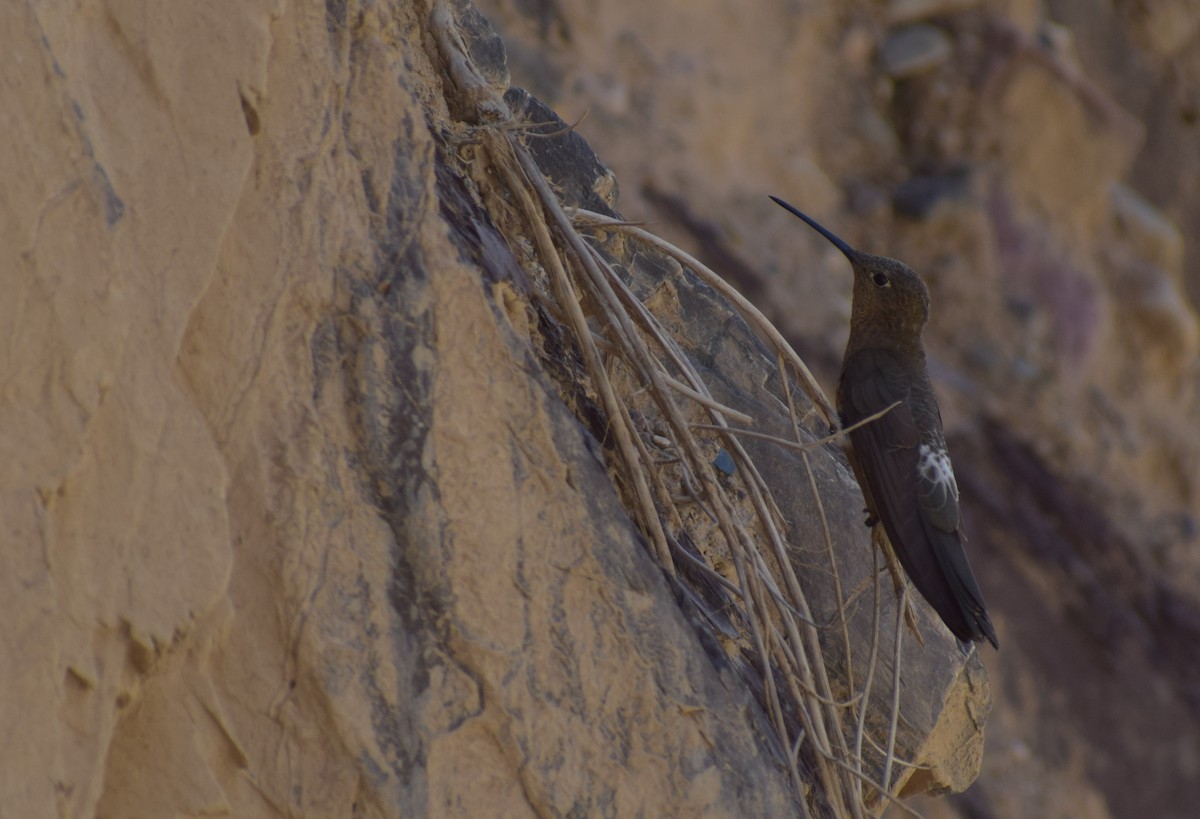 Giant Hummingbird - ML647203140