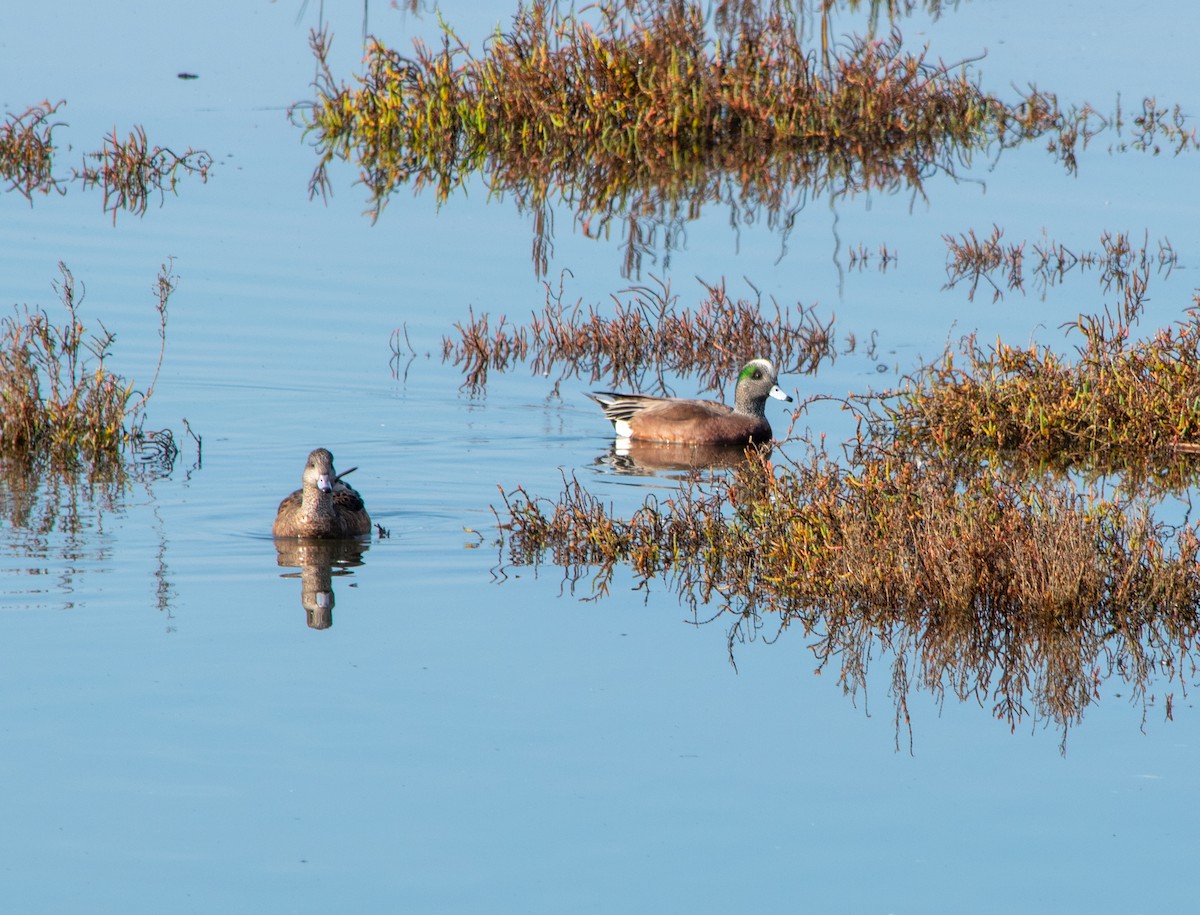 hvízdák americký - ML647203145