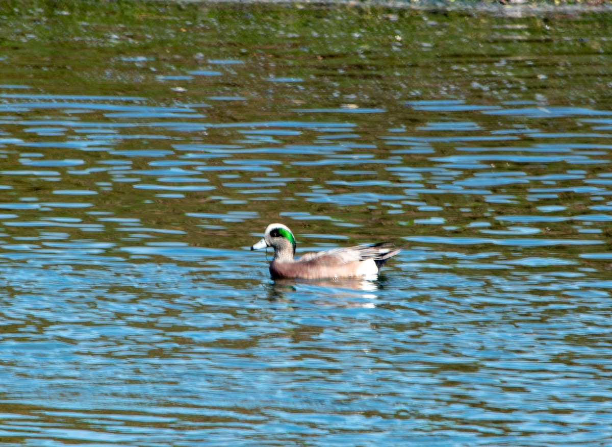 hvízdák americký - ML647203146