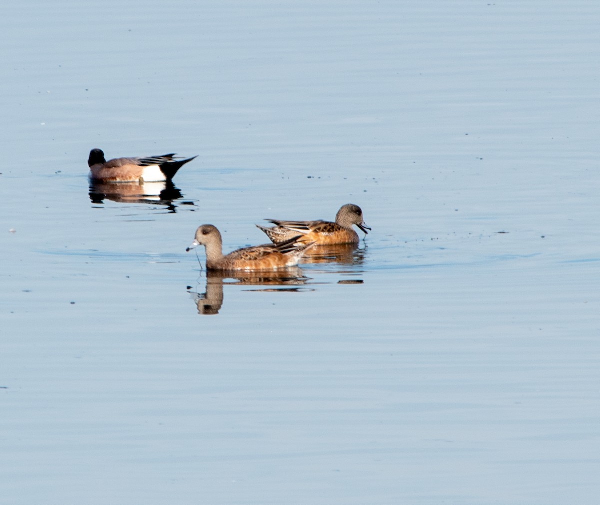 hvízdák americký - ML647203147