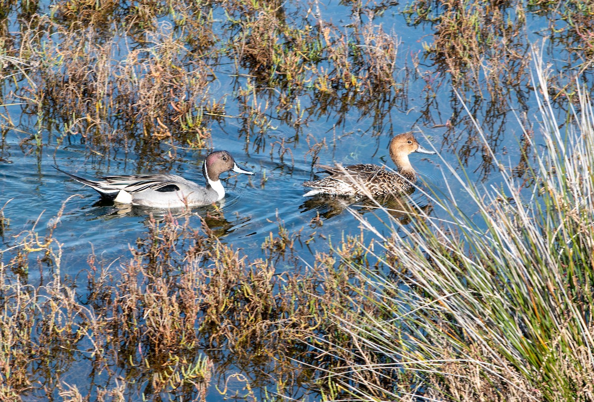 ostralka štíhlá - ML647203160