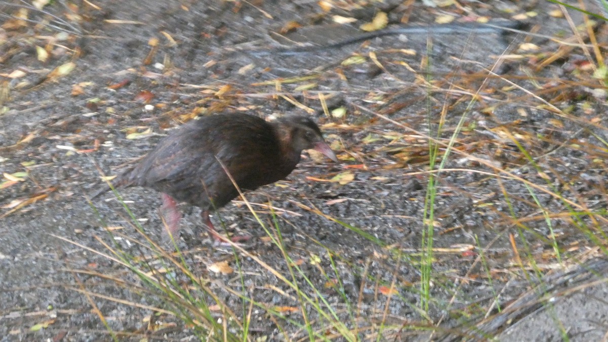 Weka - ML647203161