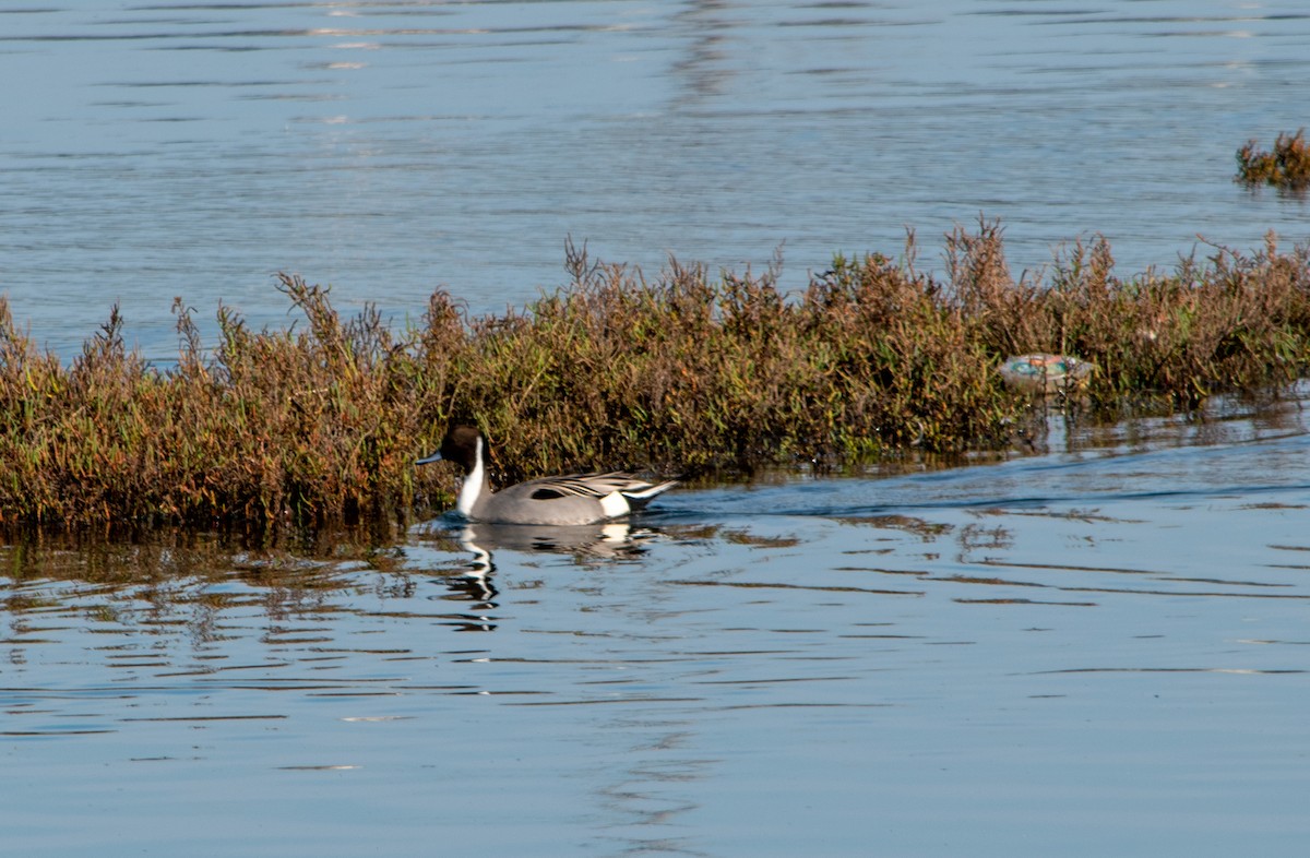 ostralka štíhlá - ML647203178
