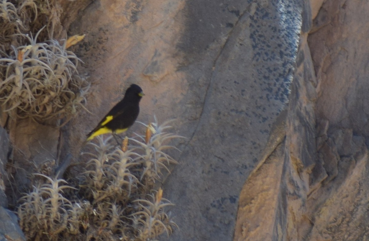 Black Siskin - ML647203186