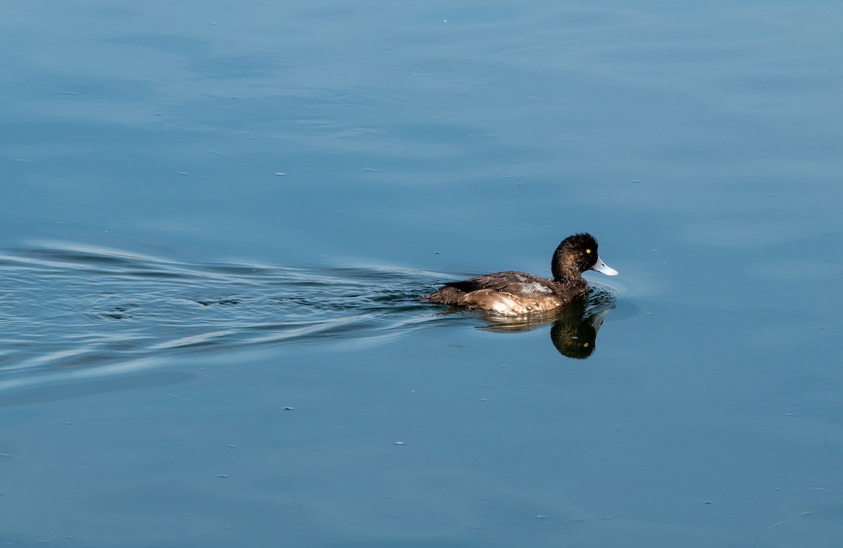 polák vlnkovaný - ML647203213