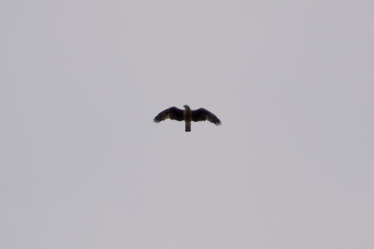 Little Eagle - ML647203215