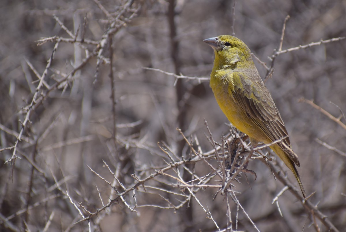 Greenish Yellow-Finch - ML647203219