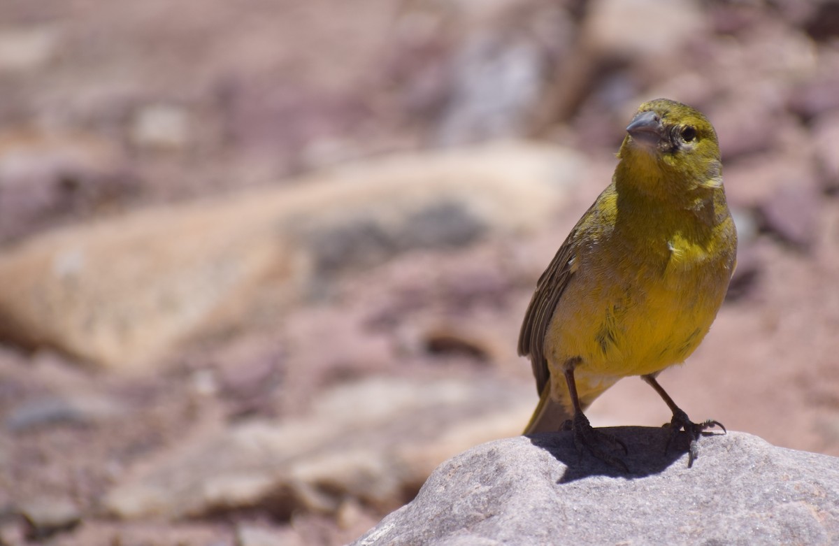 Greenish Yellow-Finch - ML647203220