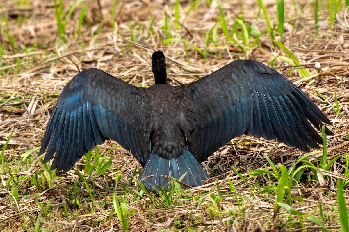 Bare-faced Ibis - ML647203229