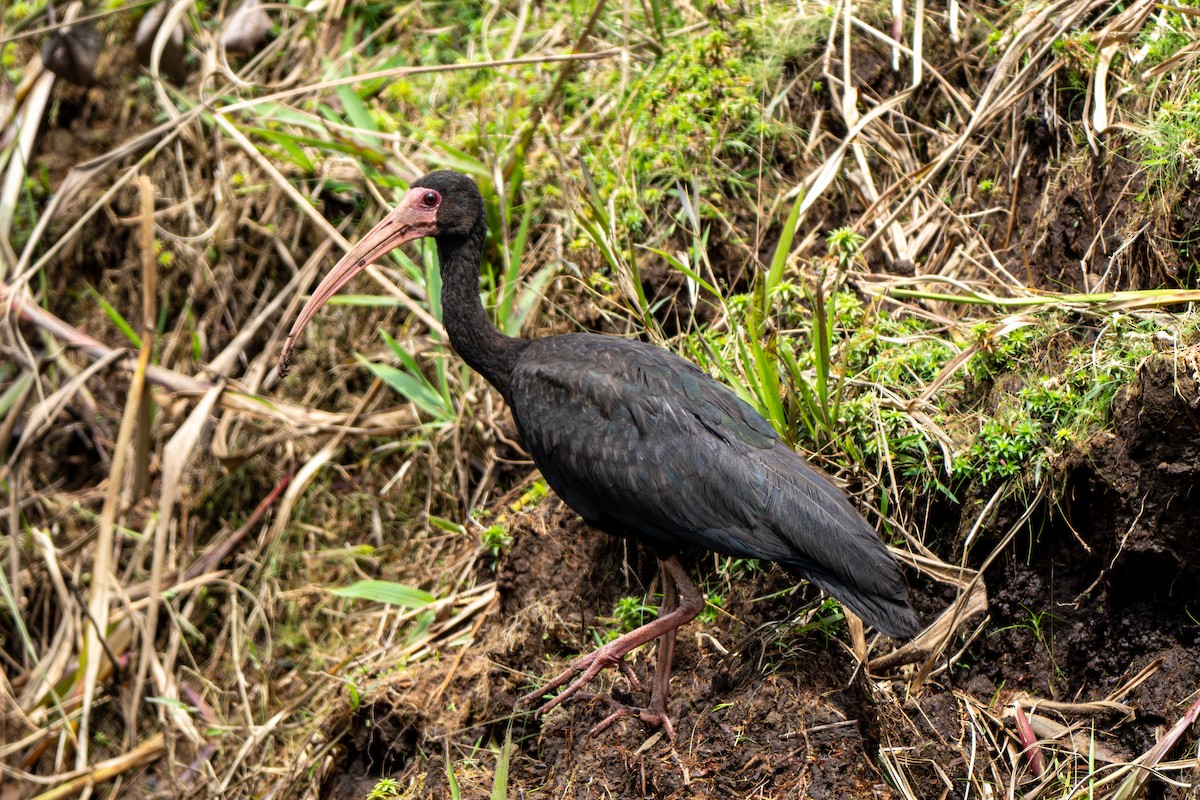 Bare-faced Ibis - ML647203234