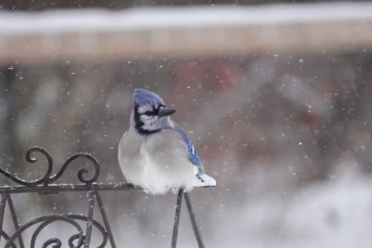 Blue Jay - ML647203257