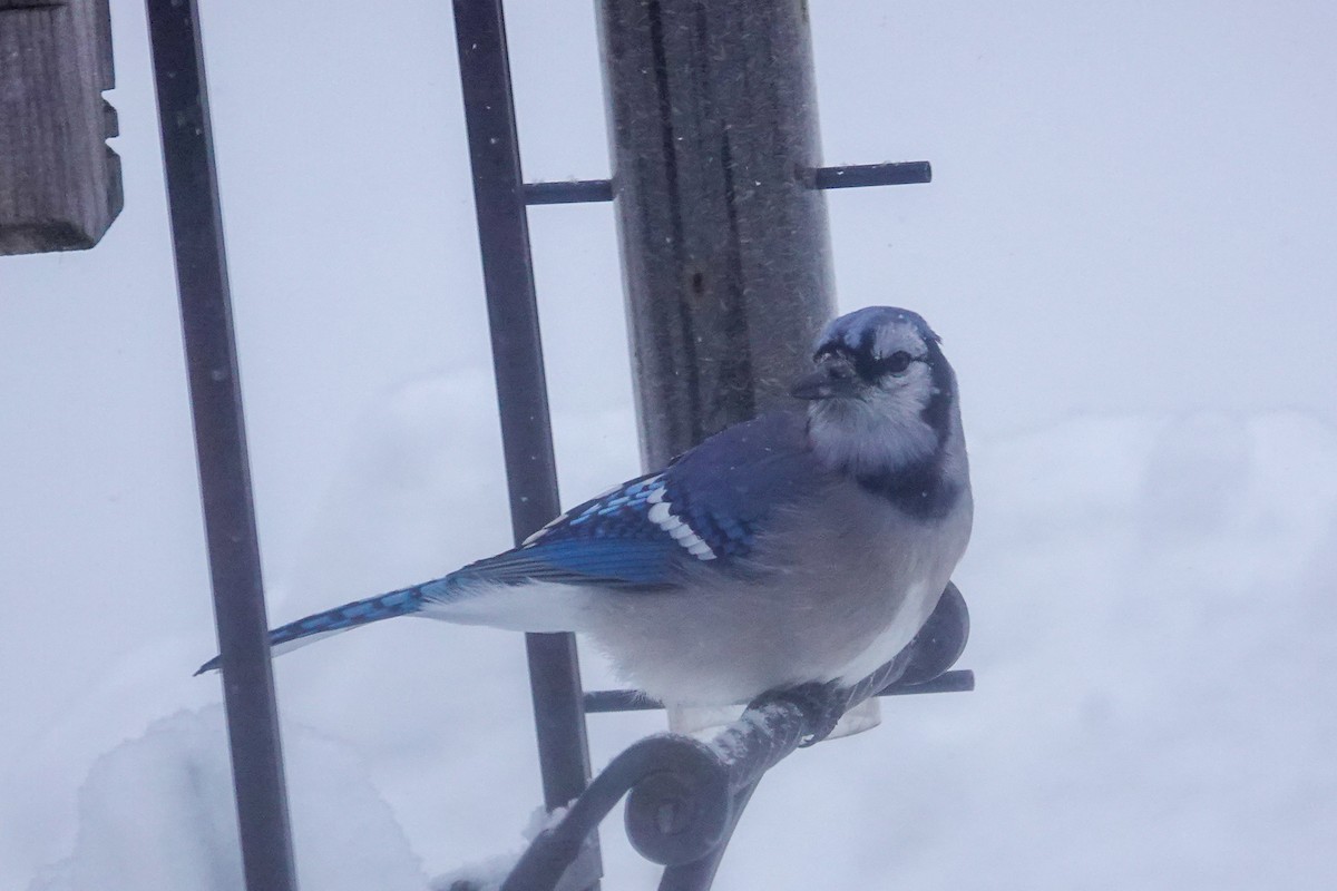 Blue Jay - ML647203259