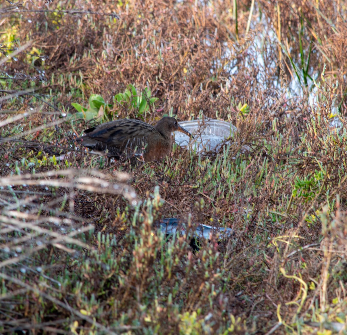 chřástal kalifornský - ML647203267