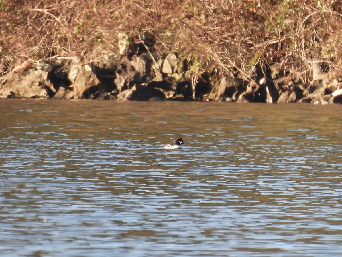 Barrow's Goldeneye - ML647203270
