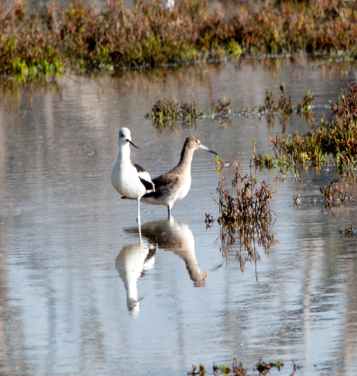 tenkozobec americký - ML647203277