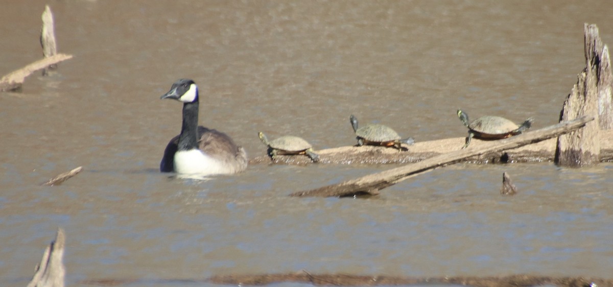 Barnacla Canadiense Grande - ML647203281
