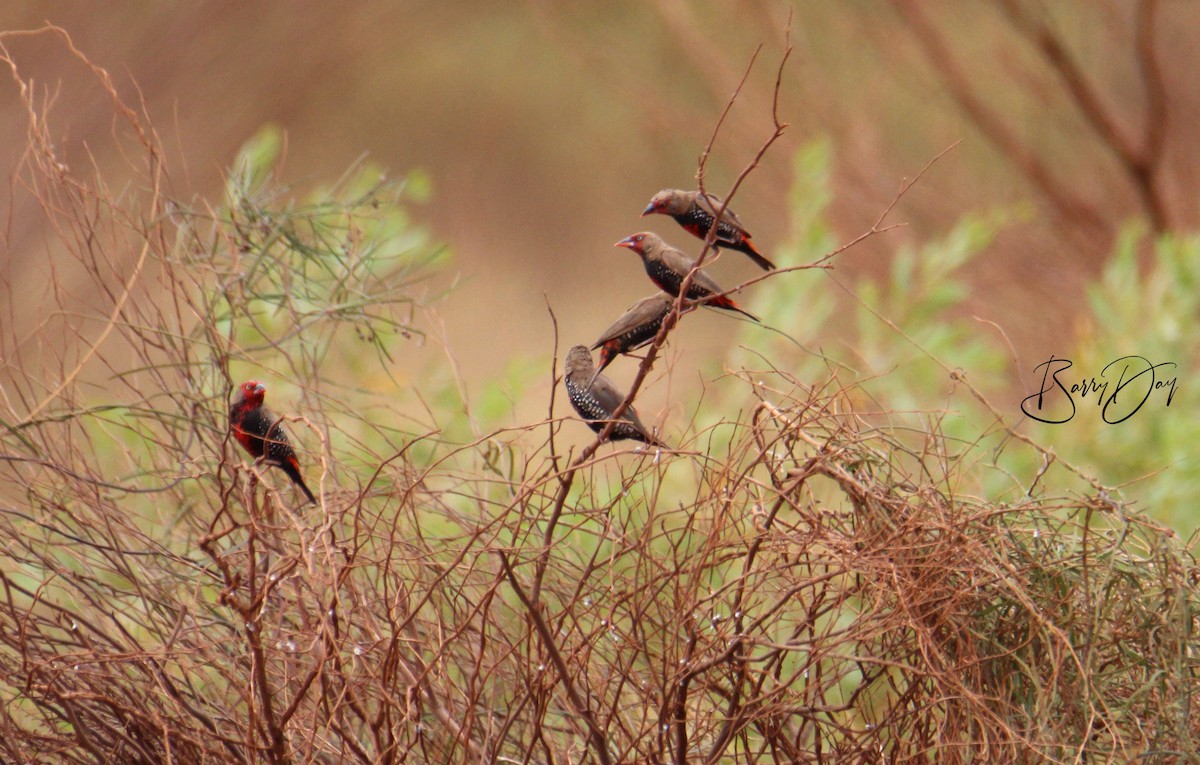 Painted Firetail - ML647203285